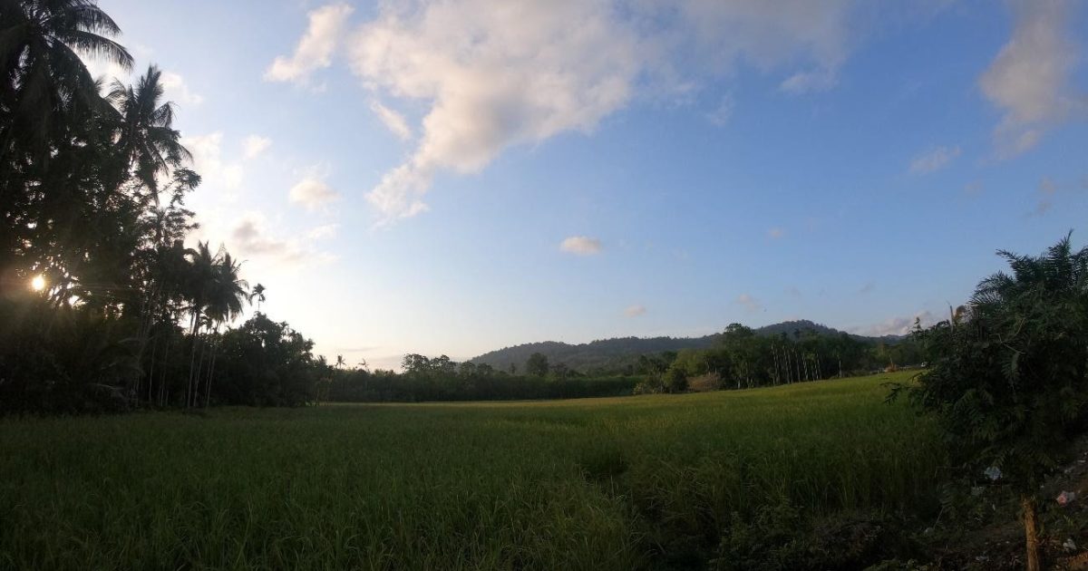 ジャングルの中の宮殿