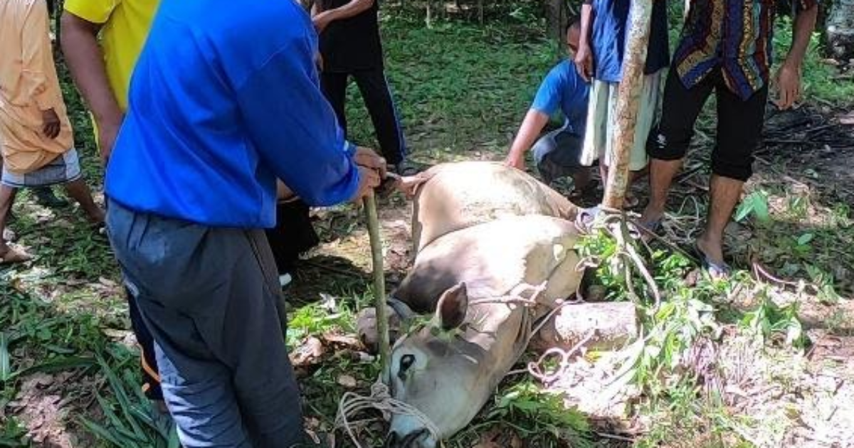 牛は死ぬ前に涙を流す